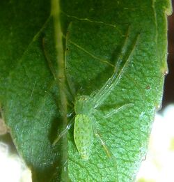 Oxytate argenteooculata, Manie van der Schijff BT, a.jpg