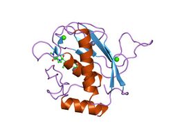 PDB 1rm8 EBI.jpg