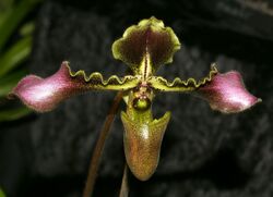 Paphiopedilum hirsutissimum Orchi 142.jpg