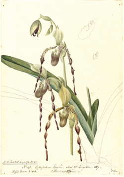 Paphiopedilum parishii (Rchb. f.) Stein, drawn by Charles Parish, painted by Eleanor Parish - 1867.png