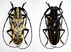 Paraepepeotes marmoratus (31285791952).jpg