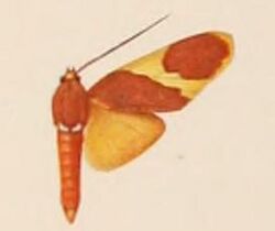 Paranerita triangularis.JPG