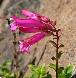 Penstemon newberryi 2.jpg