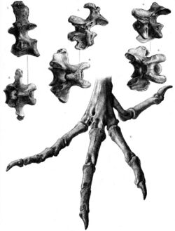 Pezophaps vertebrae and foot.jpg