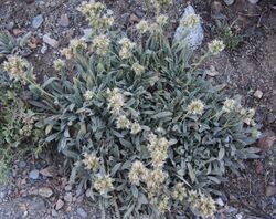 Phacelia hastata large plant.jpg