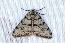 Phigalia strigataria - Small Phigalia Moth (13195233974).jpg