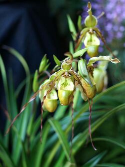 Phragmipedium tetzlaffianum Orchi 04.jpg