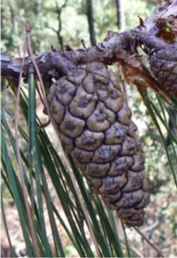 Pinus lumholtzii cone.jpg