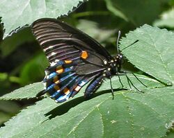Pipevineswallowtail.JPG