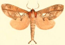 Pl.03-14-Ginshachia gemmifera (Moore, 1877) (Spatalia).JPG
