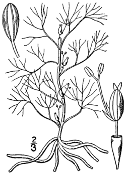 Podostemum ceratophyllum BB-1913.png