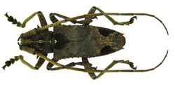 Potemnemus scabrosus (Olivier, 1790) (5974812744).jpg