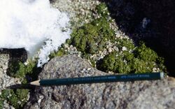 "Prasiola crispa" found in central Queen Maud Land, Antarctica