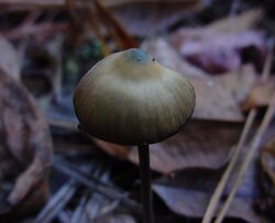 Psilocybe.atlantis.six.jpg