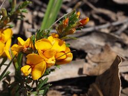 Pultenaea microphylla Imbota.jpg