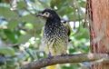 Regent honeyeater, Xanthomyza phrygia, Sydney, Australia. Not the best picture on a cloudy day with crappy camera, but quite a striking bird. (16445299203).jpg