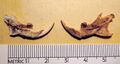 Rhagamys orthodon lower hemimandibles, Pleistocene of Corsica.jpg