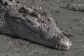 Saltwater Croc from Sundarbans India.jpg