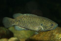 Sandelia capensis.jpg