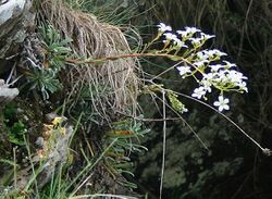 Saxifraga callosa 2.jpg