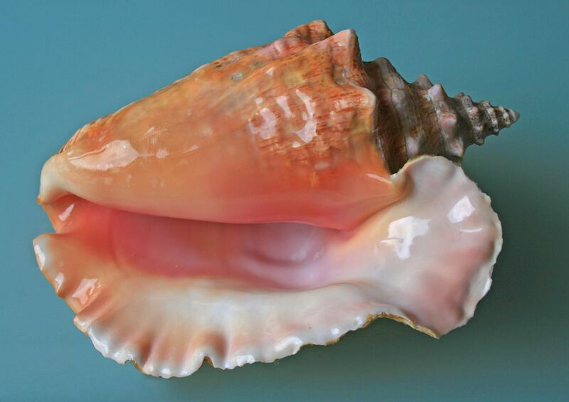 File:Sea shell (Trinidad & Tobago 2009).jpg