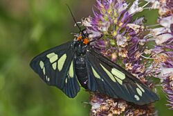Sierra Pericopid Moth - Gnophaela latipennis, Round Lake Trail, Gold Lake, California.jpg