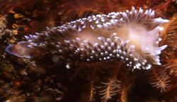 Silvertip nudibranch.jpg