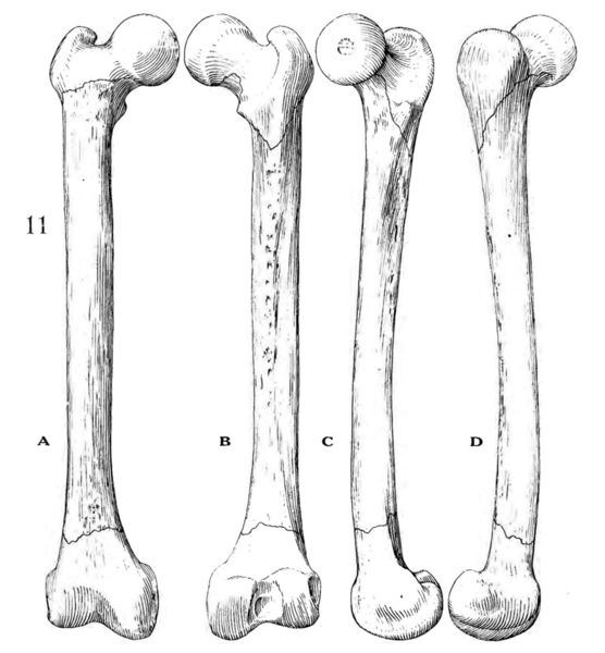 File:Sinanthropus Femur IV reconstruction.png