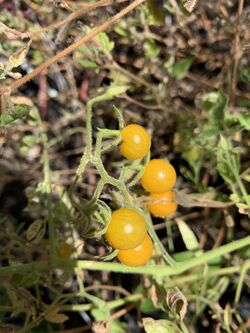 Solanum cheesmaniae santa cruz.jpg