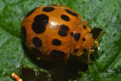 Southern Squash Ladybeetle.jpg