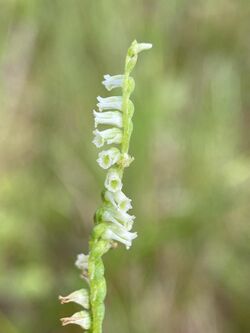 Spiranthes eatonii.jpg