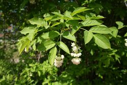 Staphylea pinnata MS 4410.jpg