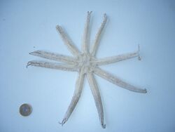 Starfish 9-legged skeleton ThE.jpg