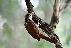 Straight-billed Woodcreeper, Panama 1.jpg