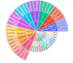 Sunburst Chart.jpg