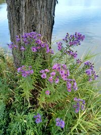 About eight to ten New England aster plants in full bloom growing next to a tree by a lake