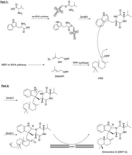 Synthetic Pathway of DMT G.png