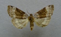 Tetheella fluctuosa.jpg