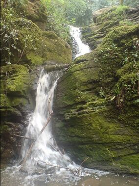 The waterfall in Greyfield Woods - geograph.org.uk - 424502.jpg