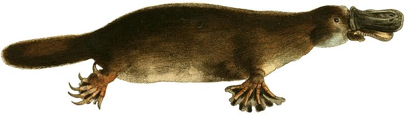 File:The zoological miscellany (platypus).jpg