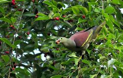 Thick Billed Green Pigeon Male.jpg