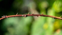 Thorns on a blackberry branch in Norrkila.jpg
