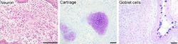 Three germ line cells differentiated from iPSCs.png