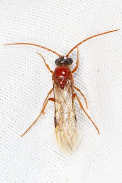 Tiphiid Wasp - Brachycistidinae subfamily, Great Basin National Park, Baker, Nevada.jpg