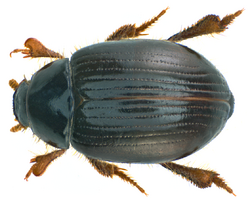 Trachyscelis aphodioides Latreille, 1809 (11101021063).png