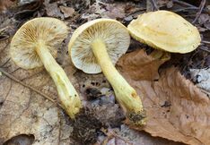 Tricholoma odorum 273986.jpg