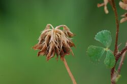 Trifolium nigrescens Monacia Corse.JPG