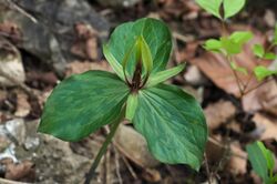 Trillium viridescens.jpg