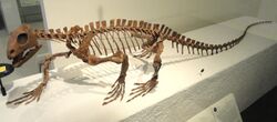 Trilophosaurus buettneri - AMNH - DSC06265.JPG