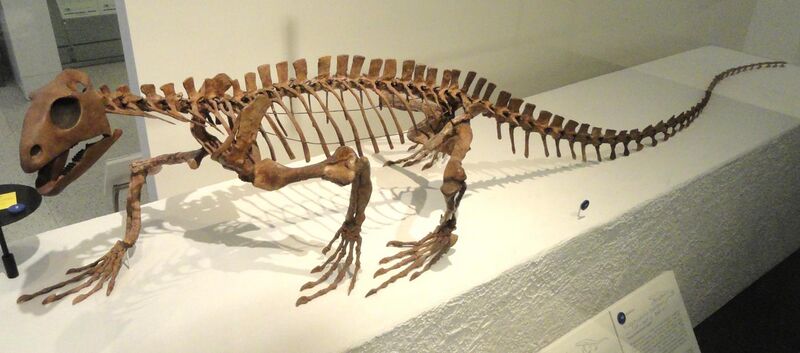 File:Trilophosaurus buettneri - AMNH - DSC06265.JPG